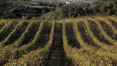 Posos de café como fertilizante ecológico para emplear en los viñedos